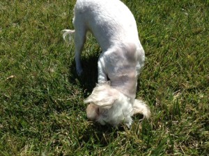 Dolce rolling her head in the grass