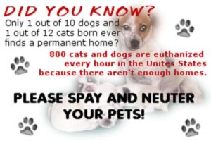 FEBRUARY IS SPAY/NEUTER AWARENESS MONTH!! - Saving Pets One at a TIme