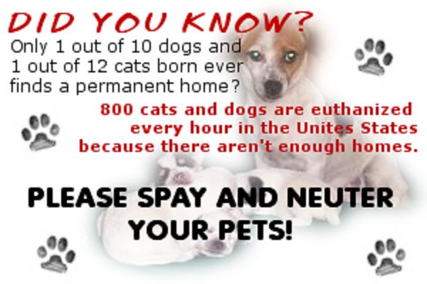 february-is-spay-neuter-awareness-month-saving-pets-one-at-a-time