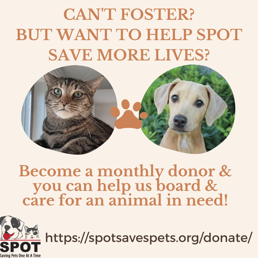 SAVE THE DATE - GIVING TUESDAY!! - Saving Pets One at a TIme | Animal Rescue  | Oceanside, CA